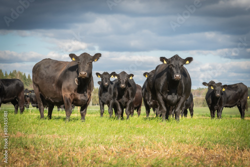 black angus cows herd