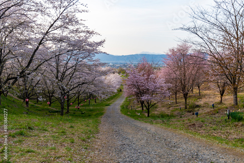 紅屋峠 千本桜森林公園の桜