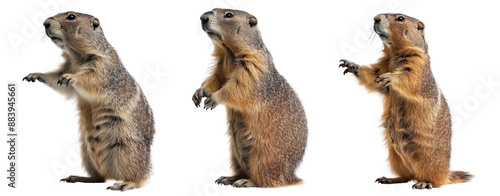 set of stand groundhog cut out