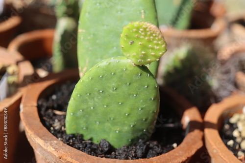 Opuntia inamoena kaktus