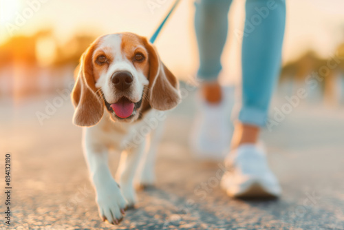 Beagle dog walks on a leash with its owner, the dog is smiling at the camera