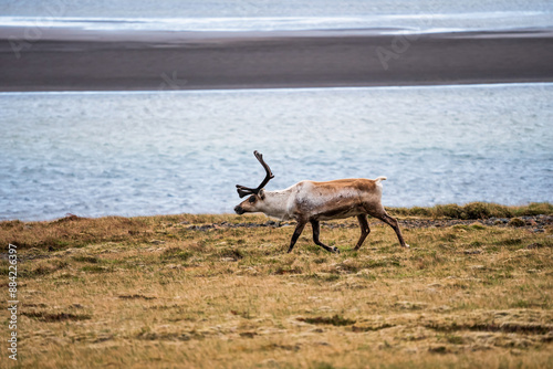 Wild reindeer walking along the Icelandic coast