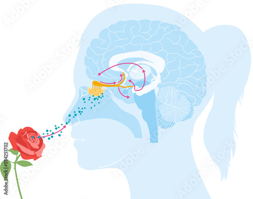 Sense of smell, woman with a rose, detailed illustration of the olfactory region, medically illustration