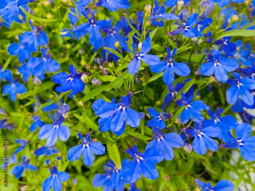 Blue Edging or lobelia erinus 