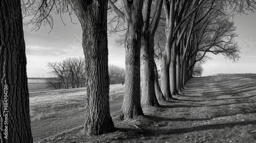 A supernatural scene reveals hickory trees standing tall, their sturdy trunks exuding a protective aura