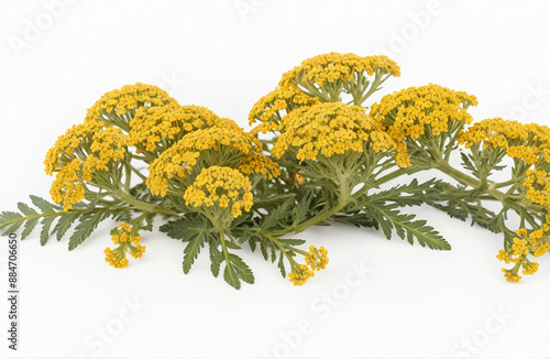 Yarrow, herbal medicine isolated on white background