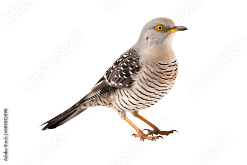 Close-up view of a vibrant cuckoo bird perched and isolated on a transparent background, showcasing detailed plumage and natural colors, ideal for ornithology projects and birdwatching guides