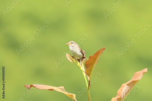 日本三鳴鳥の一羽鶯（ウグイス）