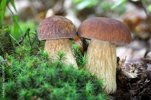 Two summer cep mushrooms in green moss