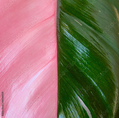 dorsal side of leaf close-up surface, bicolor pink and green, abstract background texture