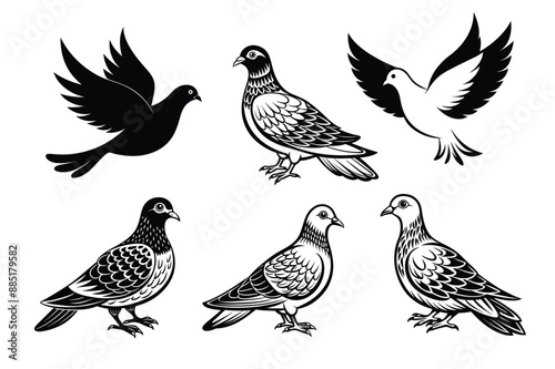 Dove bird Black and White Vector 