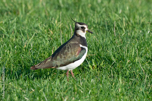 Vanneau huppé,.Vanellus vanellus, Northern Lapwing