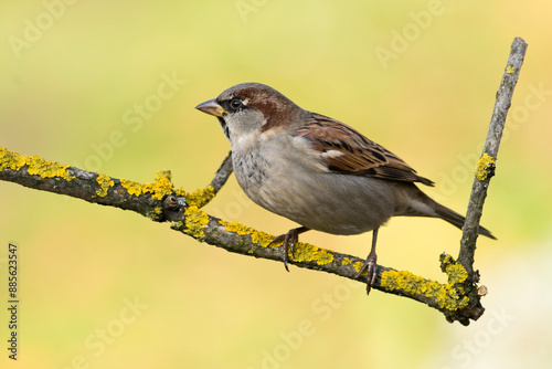 Bird - House sparrow Passer domesticus sitting on the branch