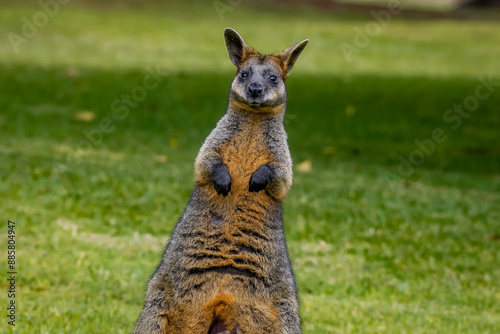 Swamp wallaby (Wallabia bicolor)