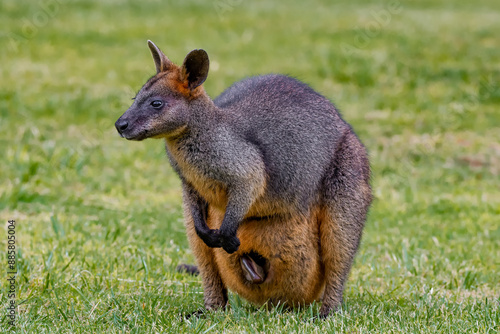 Swamp wallaby (Wallabia bicolor)