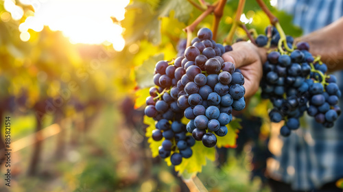 Ripe red and purple grape clusters hang heavy on vines in a sunny vineyard during autumn harvest