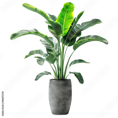 Tropical banana plant in a grey vase clip art