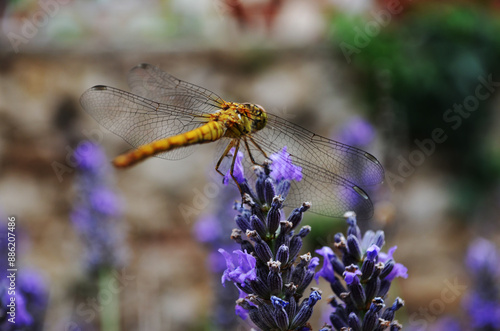 Dragonfly - lavender