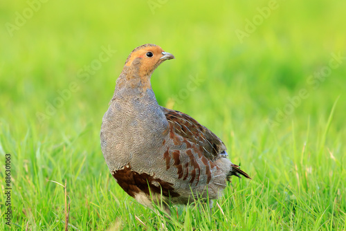 Grey partridge Perdix perdix, foraging