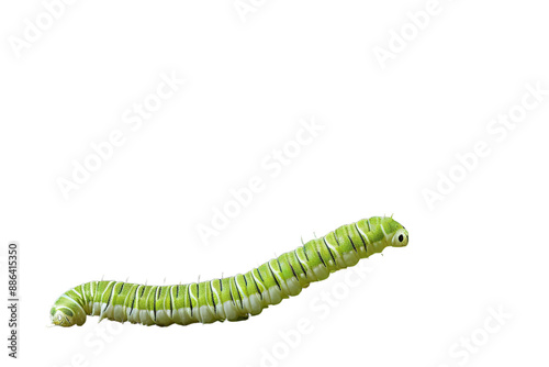 A Lush Green Caterpillar Curled Up Near a Potted Plant on a White or Clear Surface PNG Transparent Background