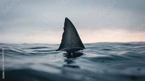 wide shot of a shark fin above water