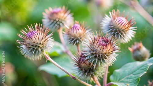 Seed pods of Burdock flowers (Arctium)