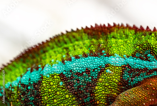 Macro photo beautiful colorful chameleon skin. Selective focus. Copy space