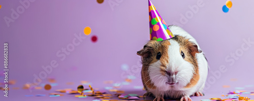 A cute guinea pig in a colorful birthday party hat, against a purple background, looking curious and