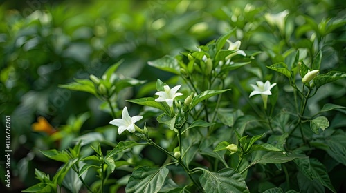chilly plant with spicy chilly and tiny flowers The flowers of chilly are white in color Chillies are white in color and once it ripen it turns to red color Its an inevitable thing in spicy dishes