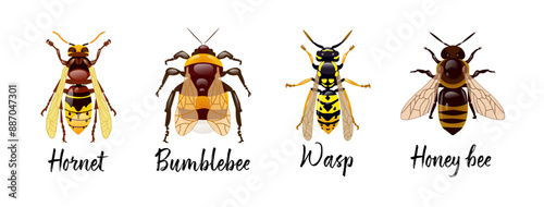 Set of Hymenoptera insects. Hornet, bumblebee, wasp, honey bee. Realistic design of insects on a white background