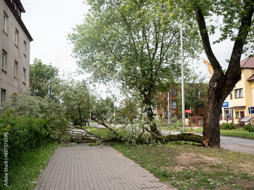 Złamana gałąź na chodniku, ułamana po burzy 