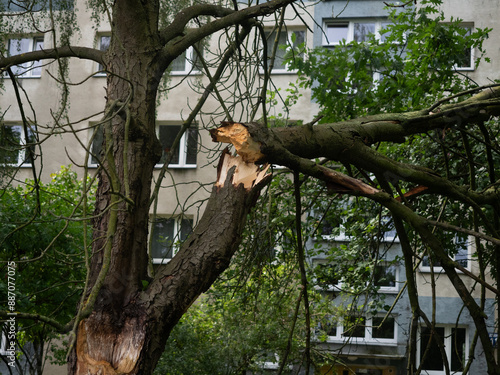 Ułamana gałąź w parku, szkody po burzy, drzewo w mieście 