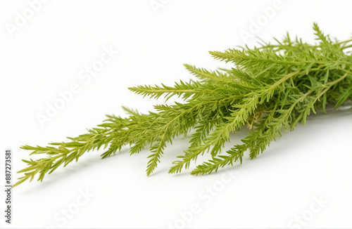 Southernwood, herbal medicine isolated on white background