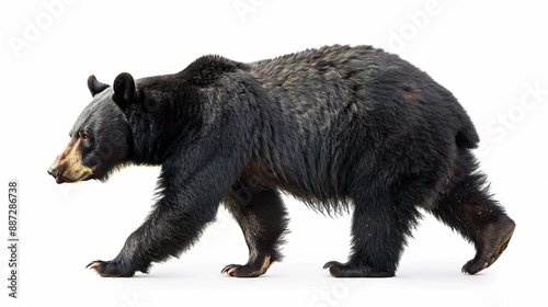 A black bear walking, isolated on a white background