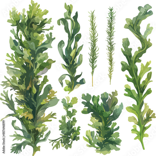 seaweed watercolor clipart