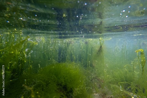 Ulva green algae thicket oxygenate, Black sea brackish biotope clay bottom, laminar flow, vegetation in muddy nutrient rich water, breaking wave splash air bubble, surface reflection in littoral zone