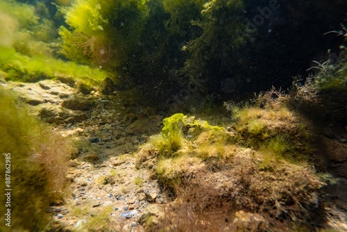 coquina stone rockpool, green, red algae, rich biodiversity littoral zone underwater snorkel, oxygen synthesis, low salinity Black sea saltwater biotope aquascape, sunshine in murky water laminar flow