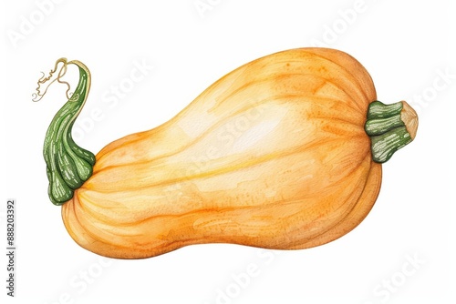 A butternut squash illustrated with warm watercolor tones isolate on white background