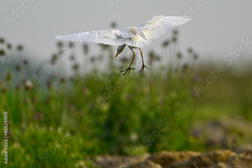 Kuhreiher // Western cattle egret (Bubulcus ibis) - Griechenland / Greece