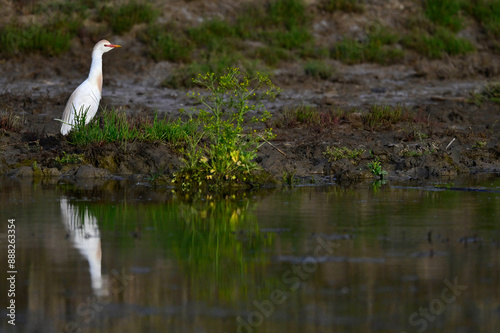 Kuhreiher // Western cattle egret (Bubulcus ibis) - Griechenland / Greece