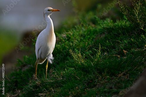 Kuhreiher im Abendlicht // Western cattle egret (Bubulcus ibis) - Griechenland / Greece