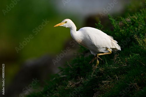 Kuhreiher im Abendlicht // Western cattle egret (Bubulcus ibis) - Griechenland / Greece