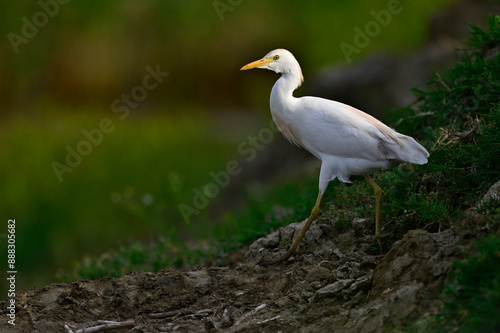 Western cattle egret // Kuhreiher (Bubulcus ibis) - Griechenland / Greece