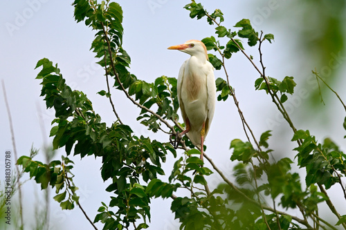 Kuhreiher // Western cattle egret (Bubulcus ibis) - Griechenland / Greece