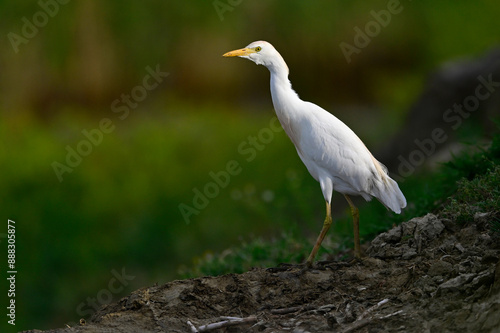 Kuhreiher im Abendlicht // Western cattle egret (Bubulcus ibis) - Griechenland / Greece