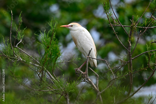 Western cattle egret // Kuhreiher (Bubulcus ibis) - Griechenland / Greece