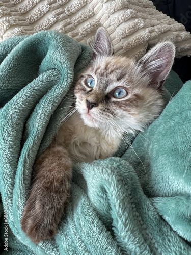 Gato cachorro de pelo suave, tierno, con frío o abrigados con una manta. Gattito tierno con ojos azules de raza siamés o red point envuelto en una sabana.