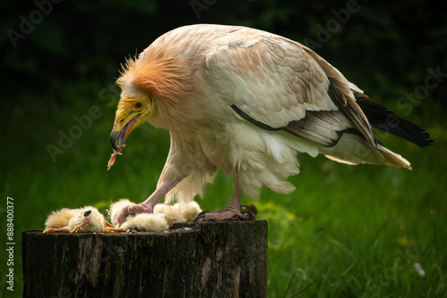 A scavenger vulture on a log near dead chicks.