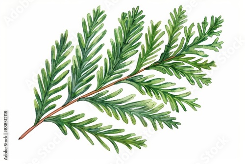 A cedar leaf illustrated with intricate watercolor needles isolate on white background