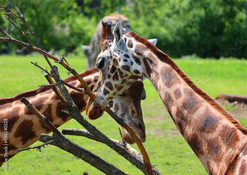 The giraffe (Giraffa camelopardalis) is an African even-toed ungulate mammal, the tallest of all extant land-living animal species, and the largest ruminant.